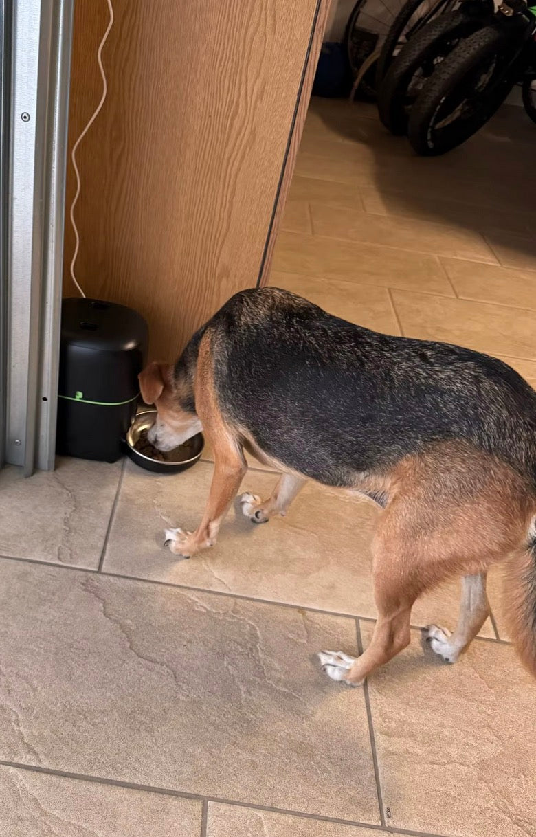 מאכיל חיות מחמד אוטומטי