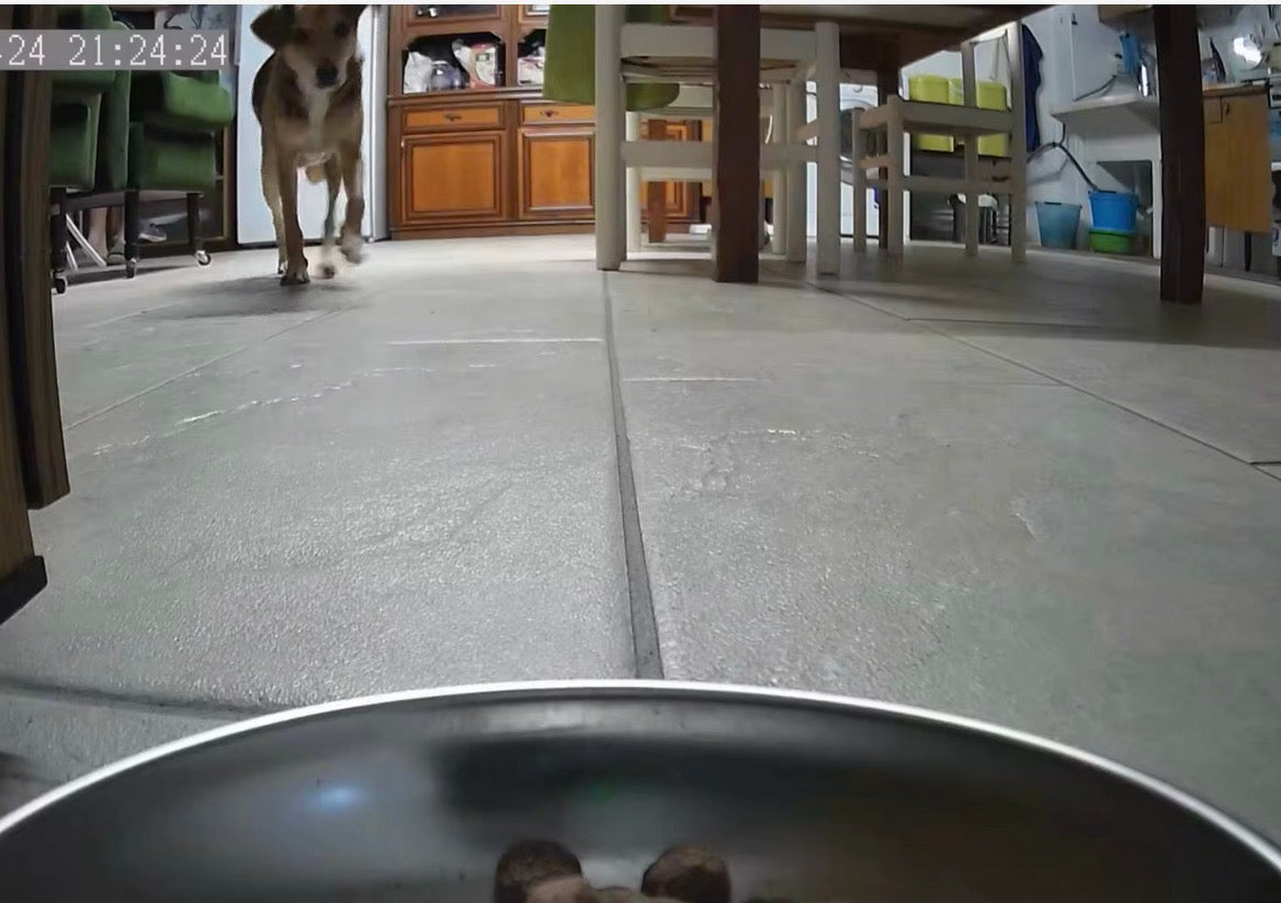 מאכיל חיות מחמד אוטומטי