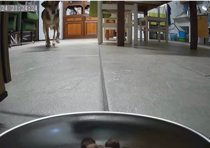 מאכיל חיות מחמד אוטומטי